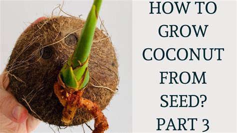 How To Grow Coconut Tree From Seed Coconut Germination And Propagation