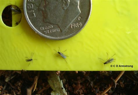 Fungus Gnats Home And Garden Ipm From Cooperative Extension