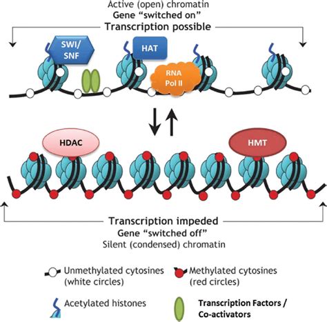 Epigenetic Regulation Of Gene Expression Via Chromatin Remodeling The