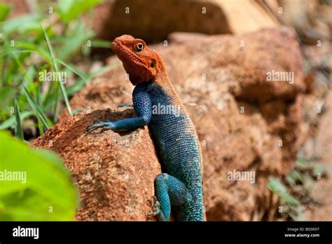 A Close Up Of A Wild Red Headed Rock Agama Lizard In National Park