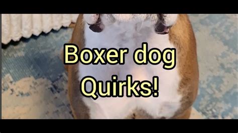 Boxer dog quirks...that make them irresistible! - YouTube