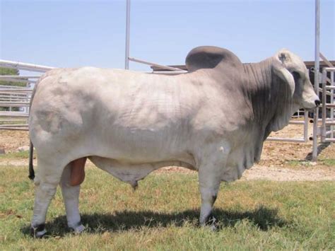 lot 38 lmc bbs modelo 5d 29 polled simbrah bull cattle in motion cattle auctions live