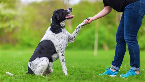 Consejos Que Te Ayudarán Con El Adiestramiento Canino De Tu Mascota