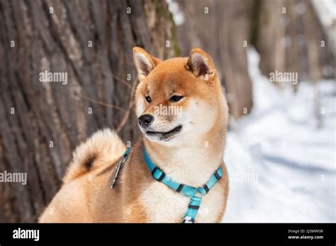 Profile Portrait Of Cute And Happy Shiba Inu Puppy Stacking In The