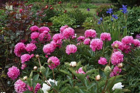 These spring flowers look so good together. Are peonies OK to divide and transplant? Ask an expert ...
