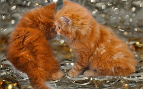3840x2160 Resolution Two Orange Kittens Sitting Next To Each Other Hd