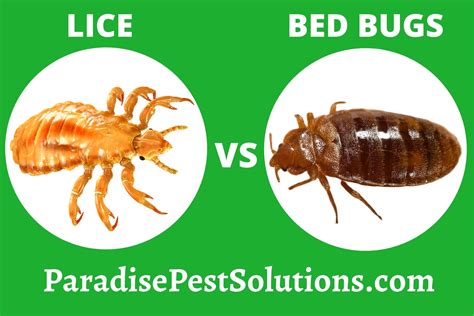 Lice Vs Bed Bugs And How They Are Similar To Each Other