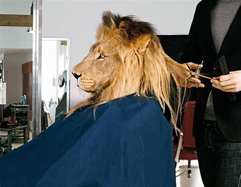 Pros and cons of lion cuts for cats | lovetoknow. 25 Very Funny Lion Pictures