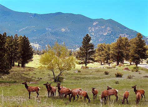 Rocky Mountain Elk In Spring Photograph By Marilyn Hunt