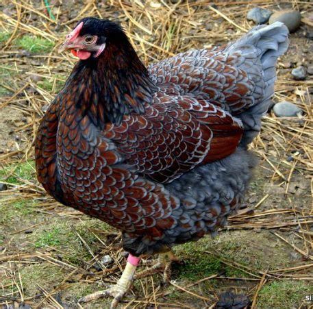 Everything you need to know. Blue Laced Red Wyandotte Chicken | Breeds We've Raised ...