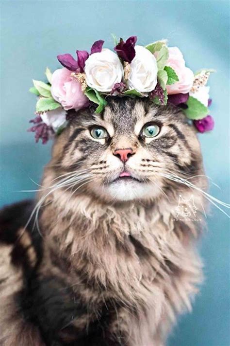 No doubt , flowers are sign of love and life. This Woman Takes the Most Breathtaking Photos of Her Cats ...
