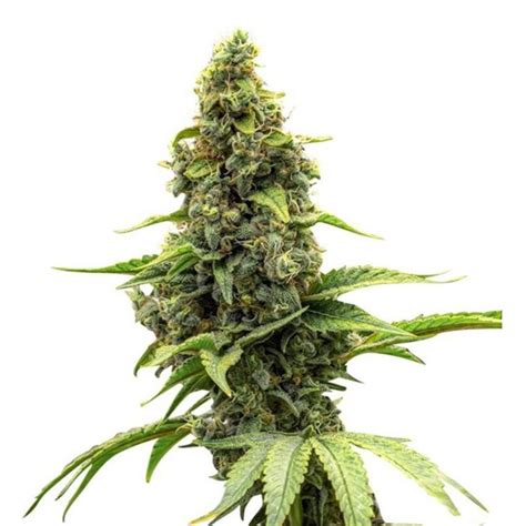 Increase Your Yields With The 10 Highest Yielding Strains