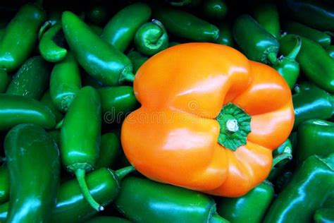 Sweet And Hot Pepper Stock Image Image Of Capsicum Pepper 23016771