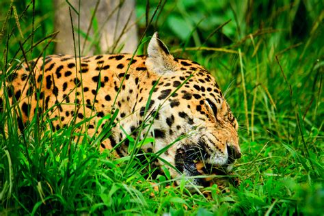 What Do Jaguars Eat Discover The Jaguar Diet With Photos Wildlifetrip