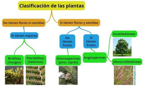 Angiospermas En 2020 Fotosintesis De Las Plantas Clasificación De