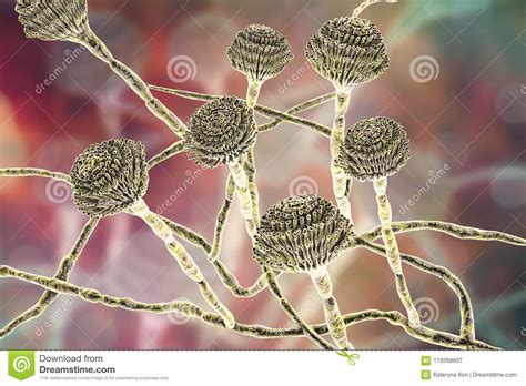 Fungi Aspergillus Black Mold Stock Illustration Illustration Of