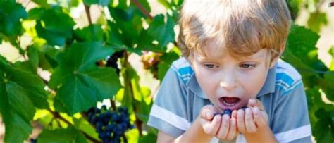 Comer Uvas Es La Tercera Causa De Asfixia En Menores De Cinco Años Mendoza Post