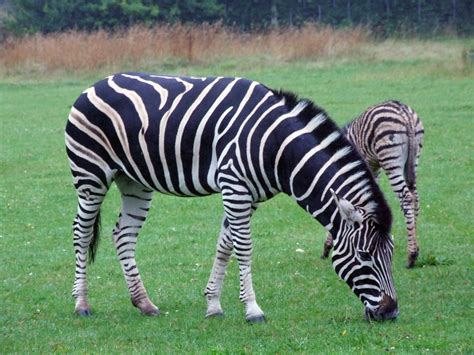 Equus Quagga Plains Zebra The Plains Zebra Equus Quagga Flickr