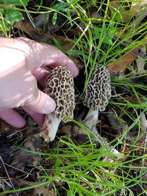 Morel Mushrooms Hunting Morels In Minnesota Michigan And Wisconsin