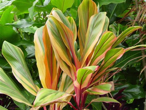 Adding Tropical Colors Hawaiian Ti Plant Cordyline Fruticosa