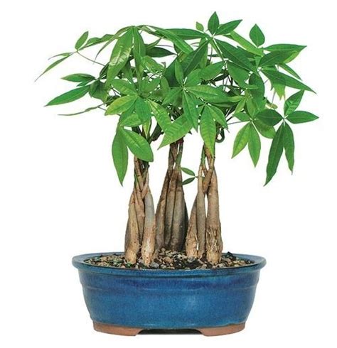 A money tree plant is not toxic to cats, but it could cause your feline to have an upset stomach if the plant gets ingested. Money Tree Braided Grove in 2020 | Bonsai trees for sale, Indoor bonsai tree, Plant care houseplant
