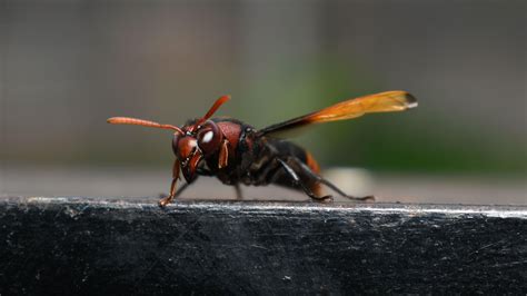 Warning After Asian Hornets Spotted In Part Of Essex News Greatest Hits Radio Essex
