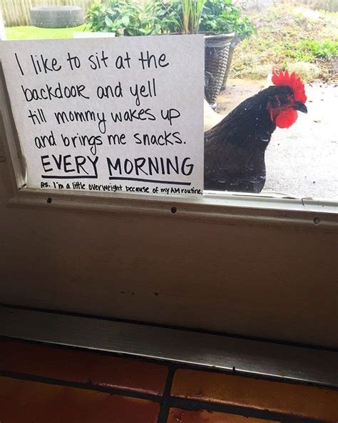 Chicken Shaming Is All You Need To Make You Laugh Today 45 Pics