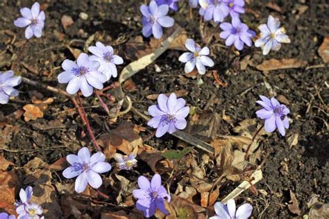 Then feel free to enjoy these adjectives that start with g.. 75 Flowers that Start with "H"