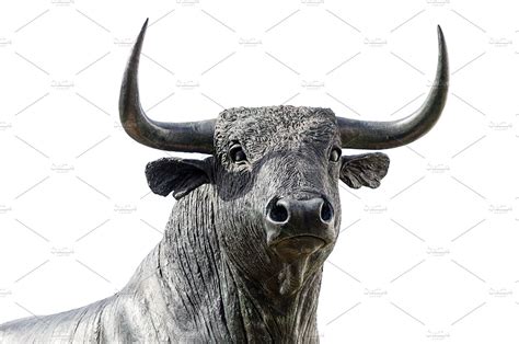 Bull Containing Bull Isolated And Head Animal Stock Photos