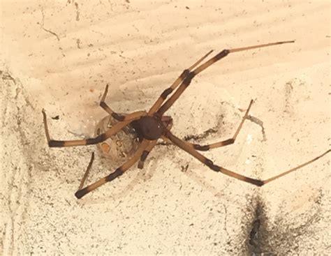 Latrodectus Geometricus Brown Widow Spider In El Segundo California