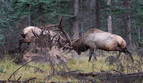 Elk Bulls Fighting Jasper Sept 2016627 I Havent Been Abl Flickr