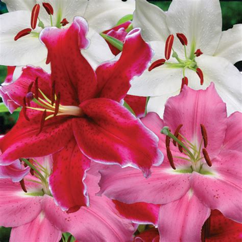 Lily Oriental Hybrid Mix Lilies Mcclure And Zimmerman