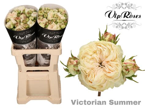Victorian Summer And White Vip Roses