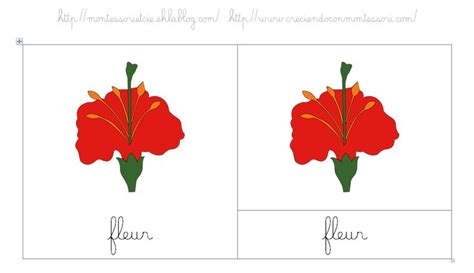 Nomenclatures Les Différentes Parties De La Fleur Puzzle Carte