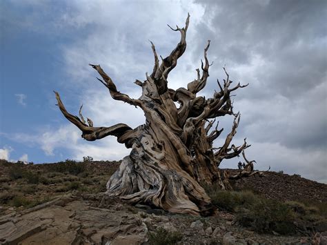 Methuselah The Oldest Living Tree In The World In Bristlecone Pine