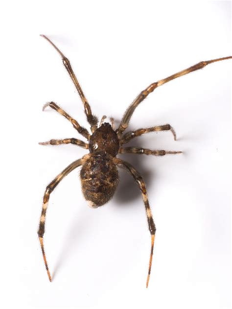 Black widows do not habitate in canada, the only time they ever exist in canada is on the rare occasion they crawl into food boxes that get transported here from southern countries. 1000+ images about Spiders on Pinterest | Rose hair ...
