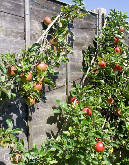 3 Ways To Train Fruit Trees