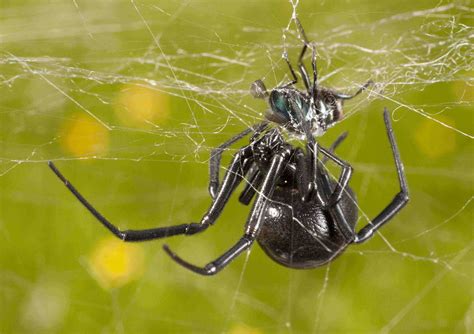 Reptiles will eat them, too, and most lizards and snakes in the desert are not dangerous. What happens when you poke, prod and pinch black widow ...