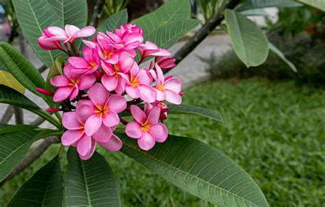 Tips On How To Get Plumeria To Bloom Garden Lovers Club