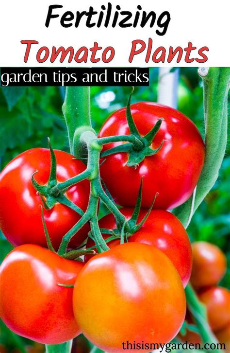 How To Fertilize Tomato Plants Tomato Fertilizer Tomato Plant Food