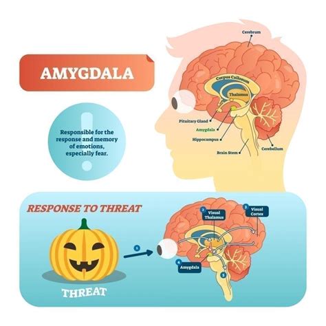 Amygdala The Powerhouse Of Emotions Cognifit