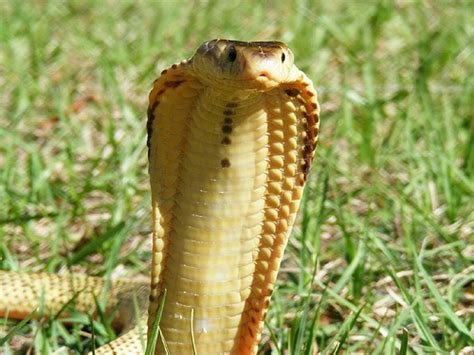 Spitting Cobra Naja Ground Reptiles