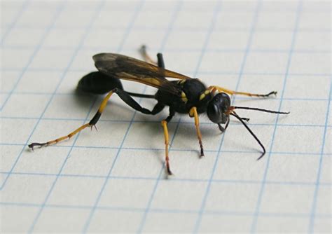 Dragon fly also known as helicopter insect locally, is the fastest flying insect in the world. Black and Yellow Mud Dauber: cfox — LiveJournal