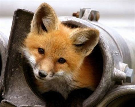 173 Best Images About Baby Foxes On Pinterest Baby Red