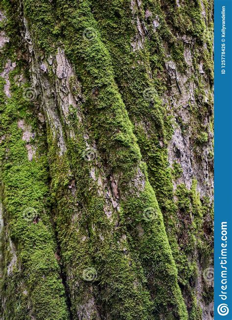 Moss On The Twisted Bark Of Tree Stock Photo Image Of Brown Bark