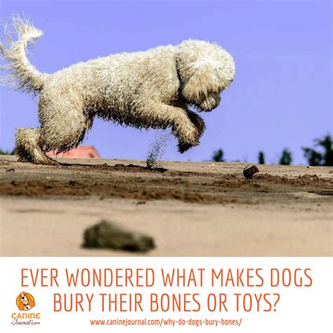 To Understand Why Your Dog Buries His Bones Andor Other Stuff Read