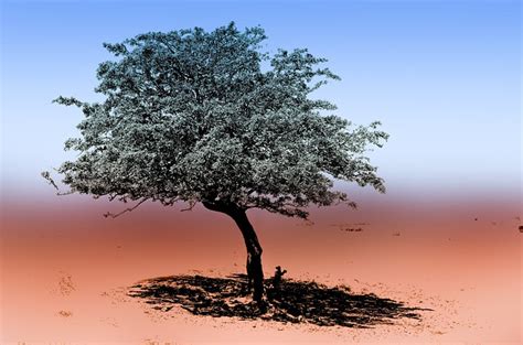 As camel milk is a staple food for the people, highly nutritious, good for the bones, and a in india, black is also the color of protection against evil. The Symbolism of the Tree - New Acropolis Library