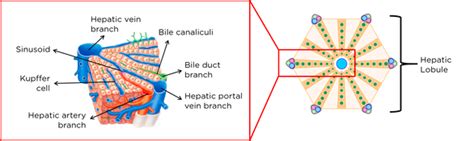 In rodents these are usually larger than one liver lobule and show distinct compression of the surrounding parenchyma. A-level Biology OCR Notes: Excretion As An Example Of ...