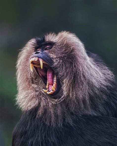 These Intense Photos Of Lion Tailed Macaques Will Turn You Into A