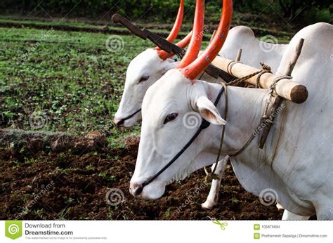 Farming And Ploughing Field With Oxen Royalty Free Stock Image
